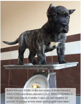 BRAVO KENNEL’S FISBO