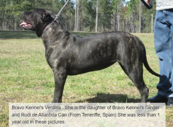 BRAVO KENNEL'S VERDINA