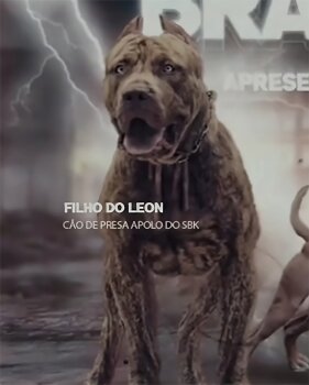 APOLO SANGUE BRAVO KENNEL