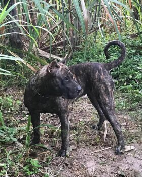 BRAVO KENNEL'S SAFIRE