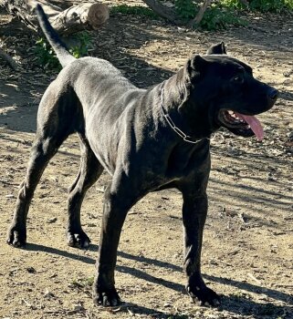 TRAKA DE KING ZULU