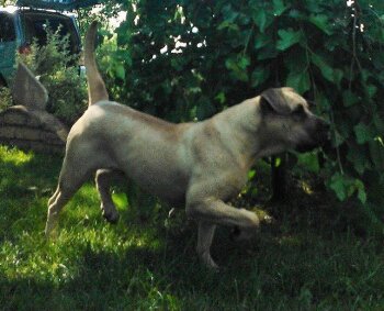 PERROS CANARIOS OROS DIOR