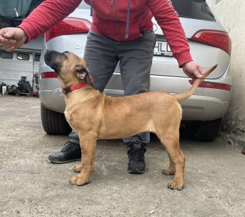 GRETA PERFECT GUARDIAN