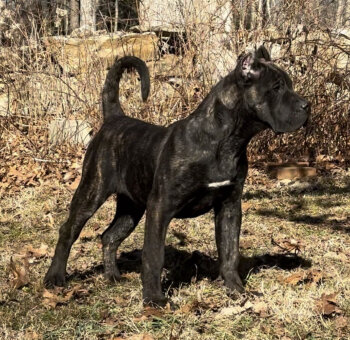 AURA DE STEARNS KENNEL