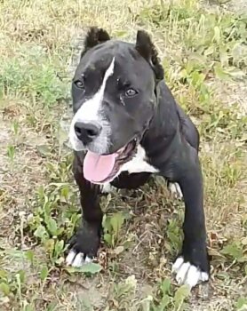 CAMORRA DE KING ZULU