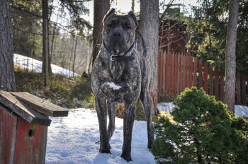 VISTIC DE VARRO BULL