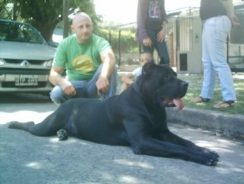 NEGRO DE RANCHO BRAVO