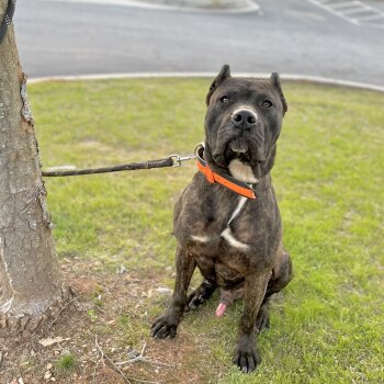 BANNISTERBRED’S TONKA