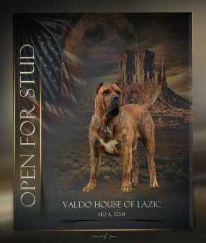 VALDO HOUSE OF LAZIC