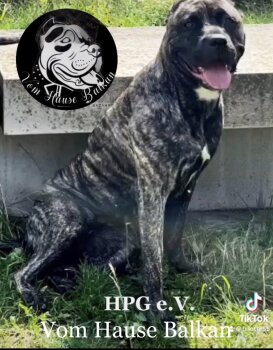 ATHENA VOM HAUSE BALKAN