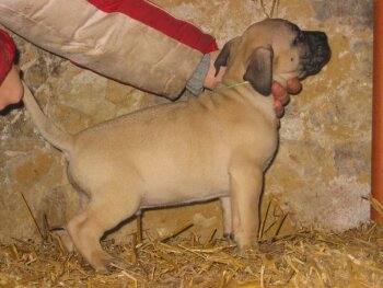 CABALLERO DES GARDIENS DES PELERINS