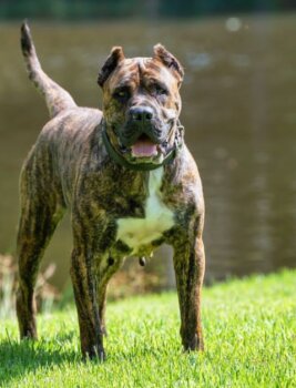 PIRANHA DE EL MIKE KENNEL