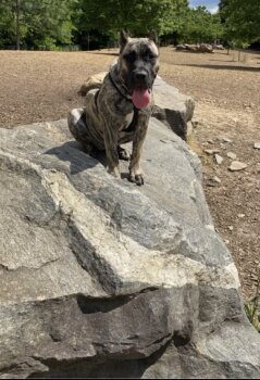 BLACK MARKET PRESA’S RUBY