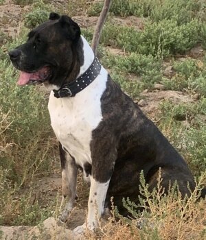 GITANA