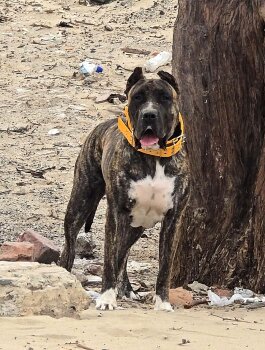 ATENEA DE JULIO ALVITES KENNELS