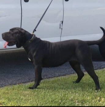 GRIFFIN’S JADA