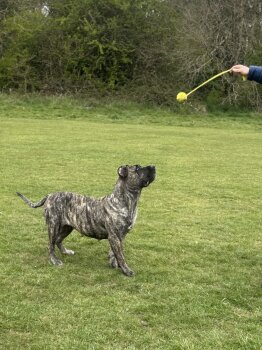 ELLA SILVER CHILD PRESA CANARIO