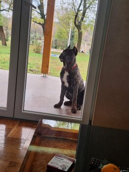 AJS SICILIA KENNEL