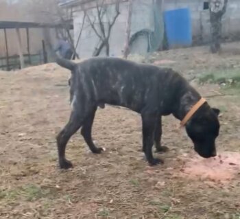HEKTOR SICILIA KENNEL
