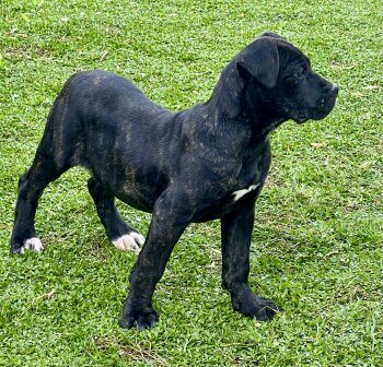 DRAGA DE KING ZULU