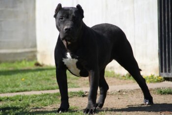 BLACK MAMBA SICILIA KENNEL