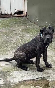 DON DE KING ZULU