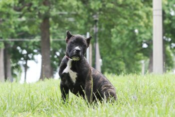 JD X ALIBI PINK COLLAR