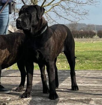 NUESTROS GRANDES PERROS ATHOS