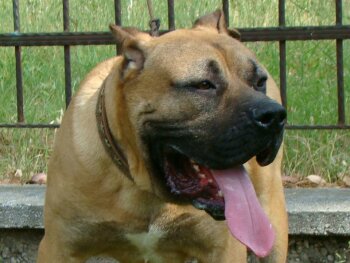 DIMAS DE BARNACAN BULL