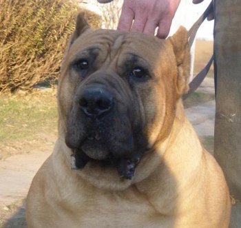 BOSS BULL CANARIO ARGO