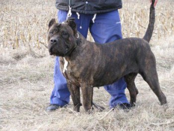 BOSS BULL CANARIO AZUMBA