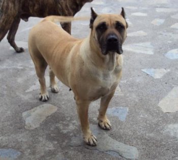 GARAFRA DE GAREHAGUA