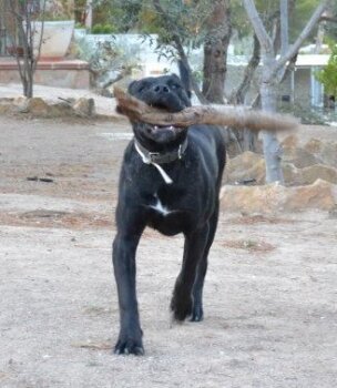 ZOMBIE DE PRESA CAN