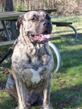 ORSON DE LEXA ESTATE GUARDIAN