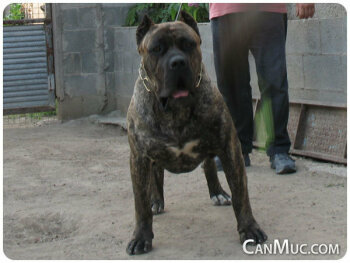 DARK DE CANMUC
