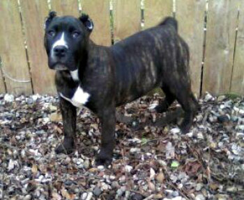 DIAMOND DE ELISON KENNEL
