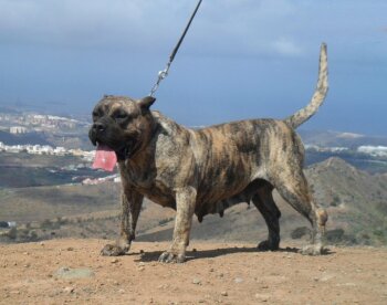 ARAYA DE LA ISLA DE LOS VOLCANES