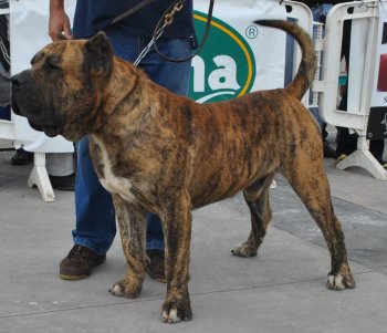 RUDI DE ATLANTIDA CAN
