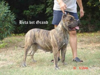 BETA VET GRAND