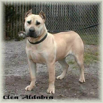 CLEA ALDABRA